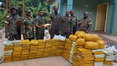 Photo of Volta Region: Immigration Service intercepts 607 parcels of Indian hemp at Wli Todzi