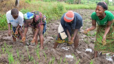Photo of Akatsi South: Rice farmers trainedin Rice Cultivation Technologies
