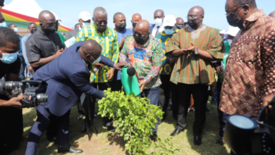 Photo of 20m trees to be planted nationwide today – Jinapor