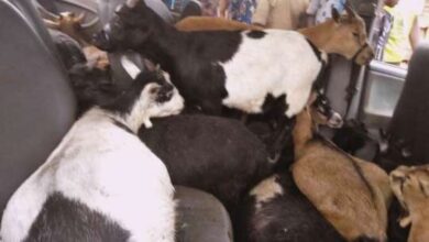Photo of Ho: ‘Unclaimed’ Goats, Sheep To Be Put Up For Auction