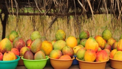 Photo of Low Patronage Hits Oti, Volta Mango Farmers