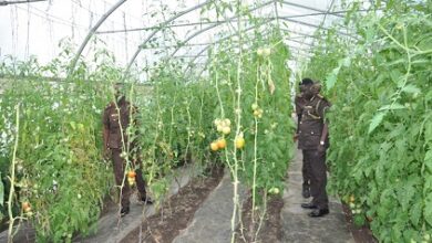 Photo of Ho Central Prison undertakes greenhouse farming