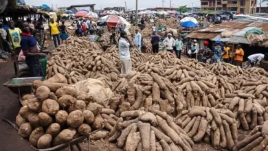 Photo of Traders in Sokode yam market call for support