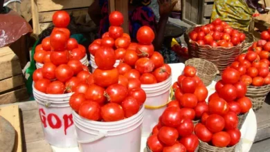 Photo of Ongoing conflicts in Burkina Faso cause of tomato shortage in Ghana – Queen mother of National Tomato sellers