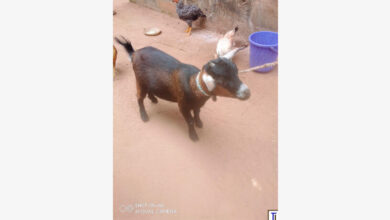 Photo of Carpenter jailed for stealing nanny goat 