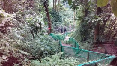 Photo of Amedzofe Canopy Walk not for the faint-hearted — GRA Retirees association 