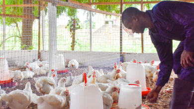 Photo of Government announces major boost for local poultry farmers
