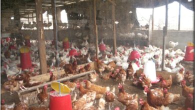 Photo of Poultry farmers lament over high cost of poultry feed for smooth productivity.