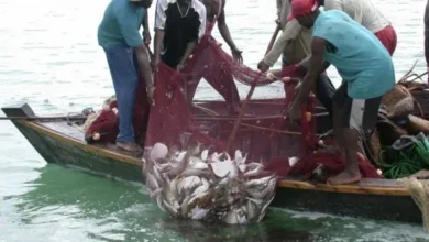 Photo of Fisherfolks in Keta and Anloga experience bumper harvest