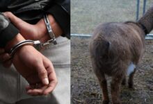 Photo of 41-year-old GH man arrested for having intercourse with a pregnant goat