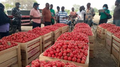 Photo of Vegetable farmers within Anloga, Keta initiate action on pricing of farm produce