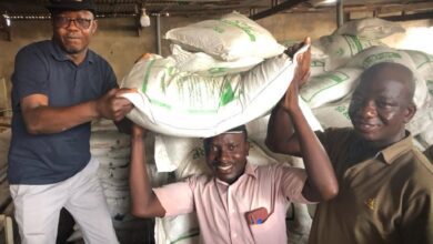Photo of Akatsi South MP distributes fertiliser to rice farmers