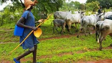 Photo of Herdsmen and cattle menace remains our major challenge – Ketu North MCE