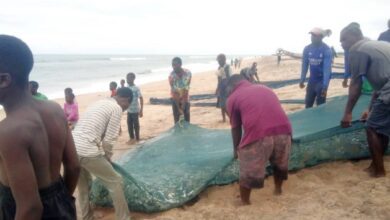Photo of Keta: Bumper fish harvests, no ready market 