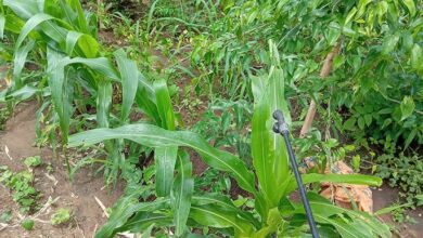 Photo of Armyworms invade acres of farmlands in Bolove-Nolope community 