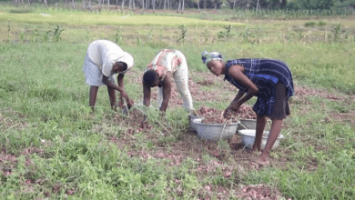 Photo of Tears in the Onion Fields: Agbozume farmers count losses as markets dry up