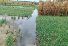 Photo of Flood waters submerge acres of farmland in Anloga 