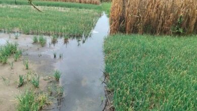 Photo of Flood waters submerge acres of farmland in Anloga 